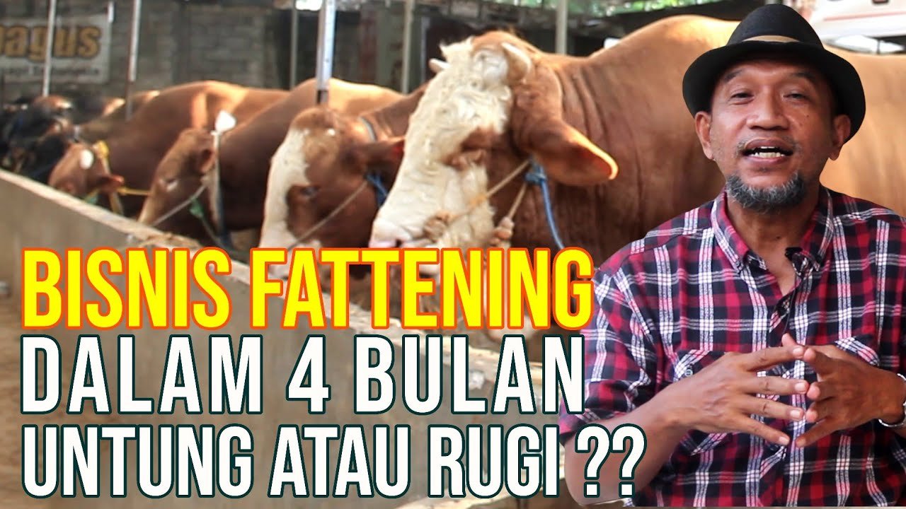 
                                 Untung-Rugi-Bisnis-Sapi-Fattening-Penggemukan